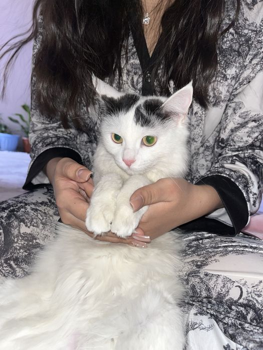 Сүйкімді жас мысық жақсы қолға