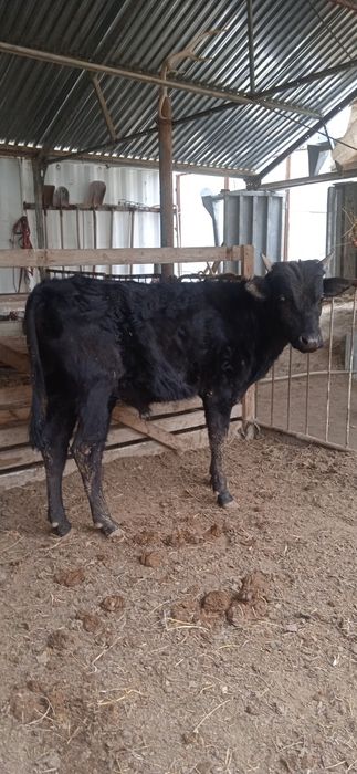 Buqqa sotiladi buqqa