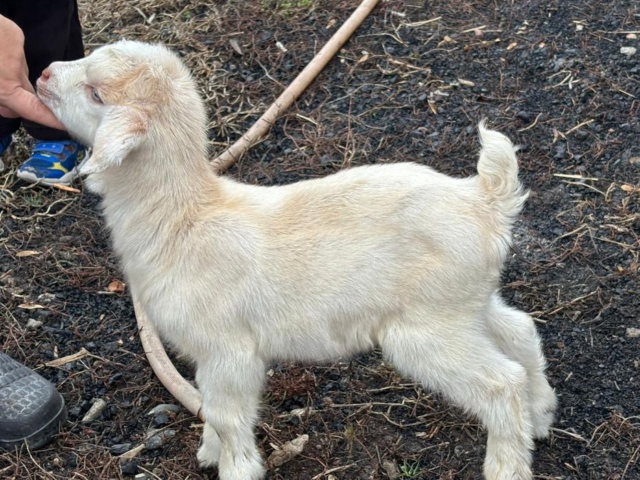 Еркек лақтар сатылалы