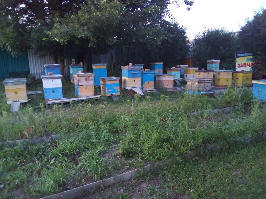 Мёд качество супер с собственной пасеки.