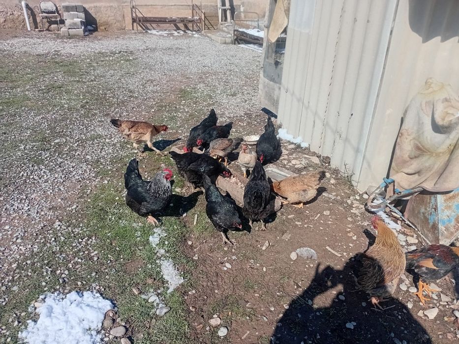 Тауықтар сатылады