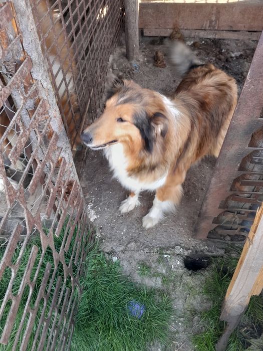 Catelusa collie Lessi  gestanta