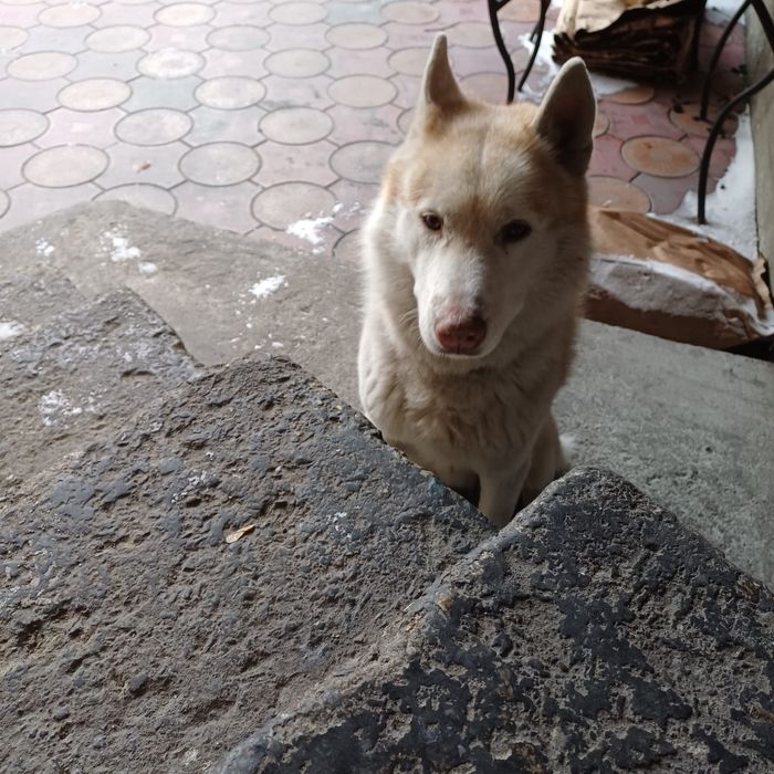 Собака ищет дом,потеряшка