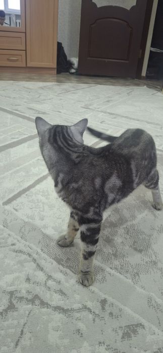 Отдам кота хорошие руки