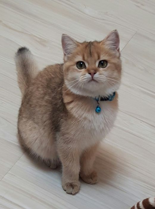 Продается котенок,британской породы,окрас голубое золото