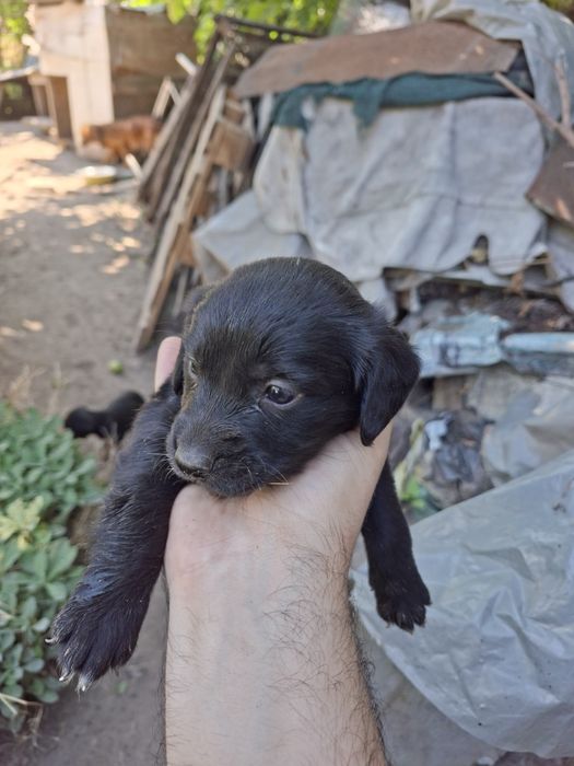 Подарявам кученца