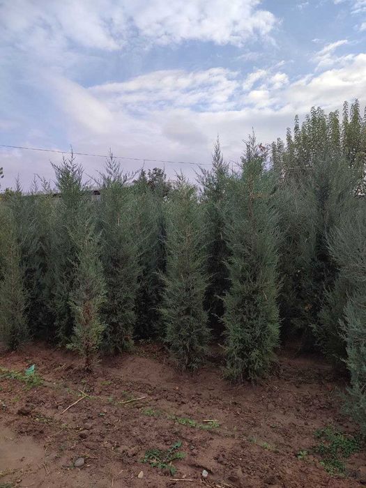 Арча кўчат мoжжевелник