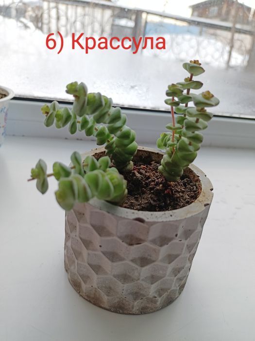 Продам комнатные цветы