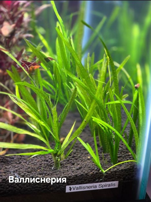 Растения для аквариума без Co2