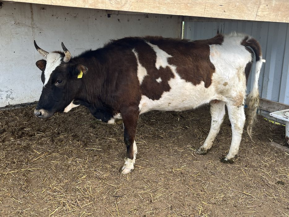 Сиыр кысыр,кашар сатылады