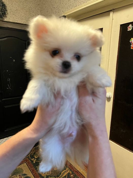 Продаётся щенок шпиц померанский