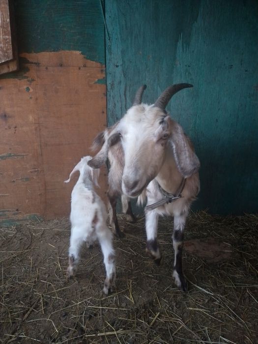 Молочная коза с козленком.