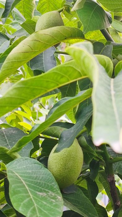 Китайский Орех (Қабығы Жұқа)