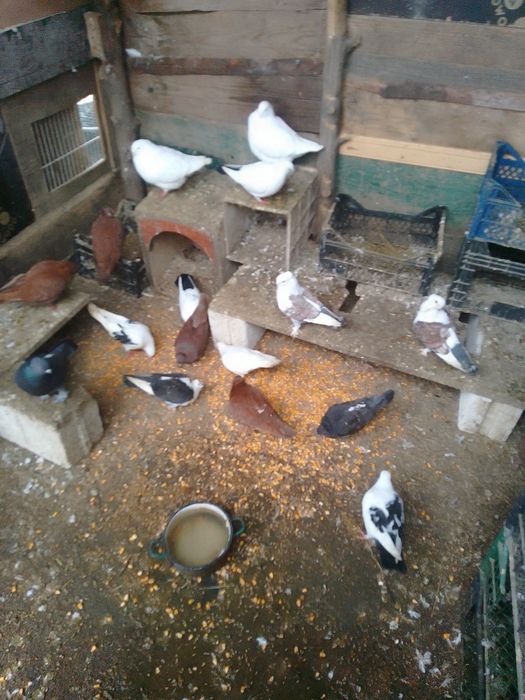 Porumbei jucători și misirlii, galateni și găini pitici de vânzare