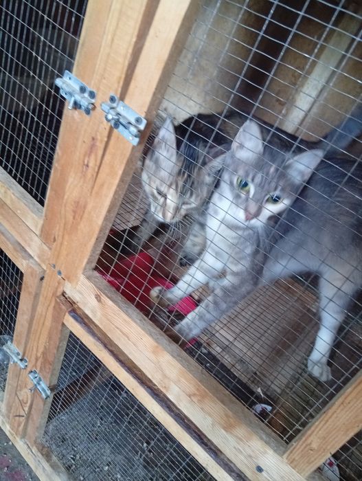 Skidkada mushuk bolachalari