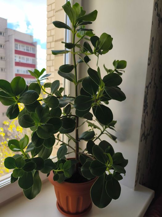 Красивое комнатное растение клузия