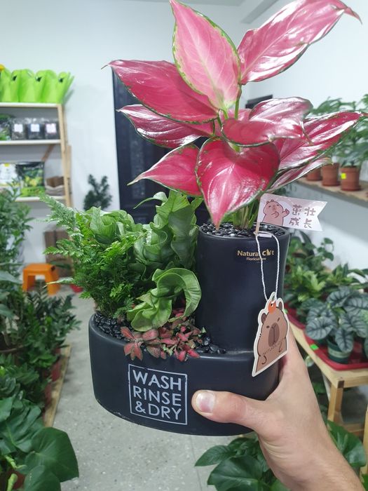 Aglaonema kolleksiya подарочная коллекция