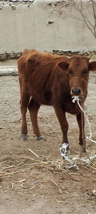 Семиз кашар бар саиылатын