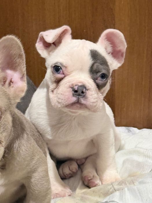 Френски Булдог Кученцa