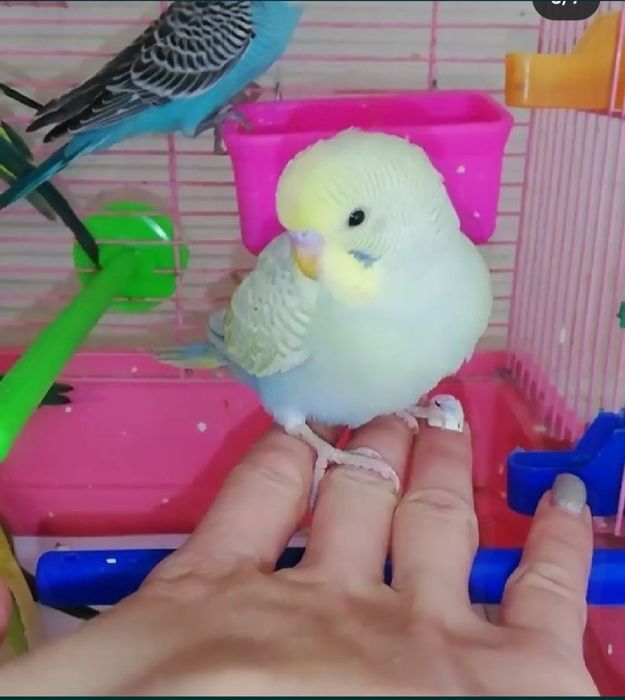 Волнистые попугайчики