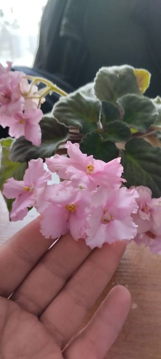 Продам фиалки ...