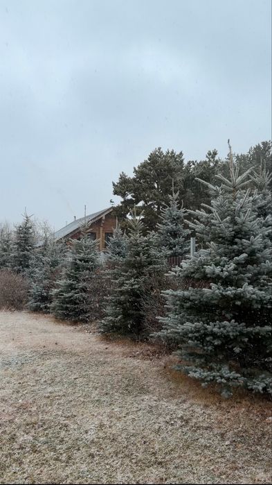 Продам экстра хвойные растения