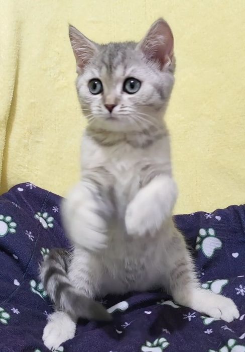 British shorthair