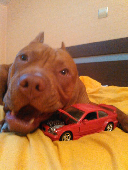 Американски питбул териер ,,Ред ноус''(American pitbull terrier Red nose)