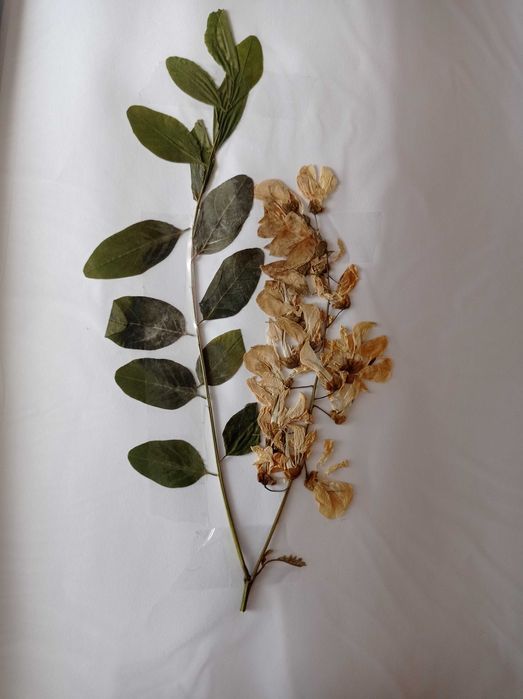 Хербарий по Фармакология за ТрУ