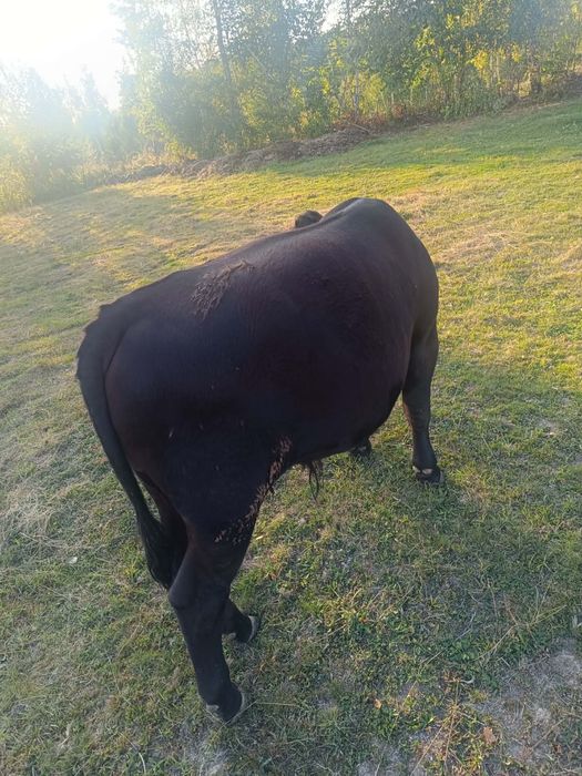 Vând Vițel rasa Angus din luna martie,pret negociabil la telefon