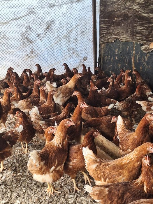 Продам курей несушки