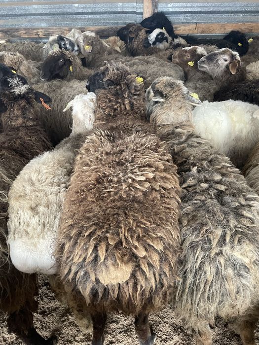 Қой тоқты бараны