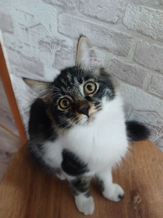 Котёнок.  Животные