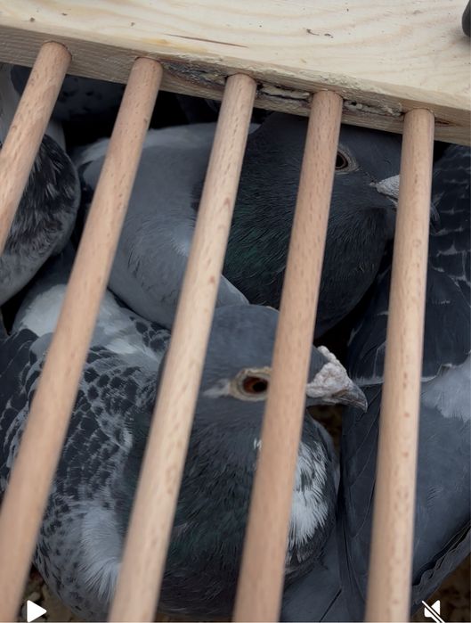 Porumbei de vanzare!