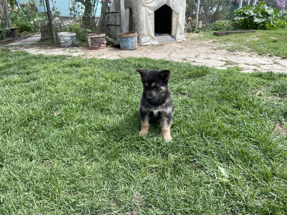 Щенки овчарки. Овчарка.