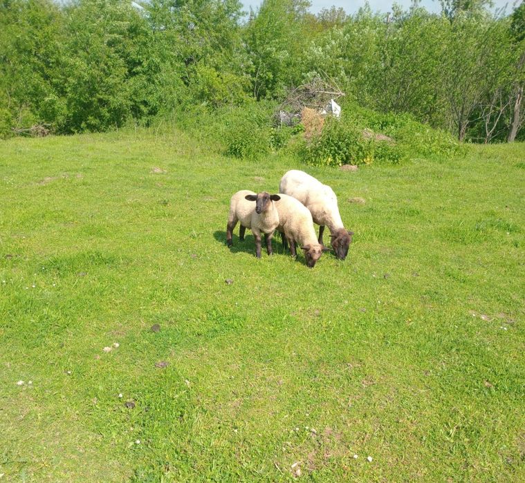 Vând o oaie  și două mieluțe suffolk