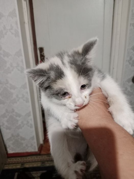 Отдам котят в хорошие руки