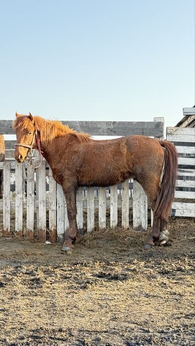 Продам жеребца айгыра тайчик
