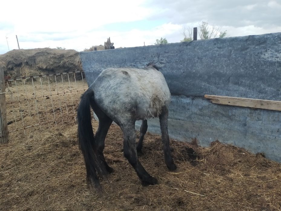 Тай сатылады 350000