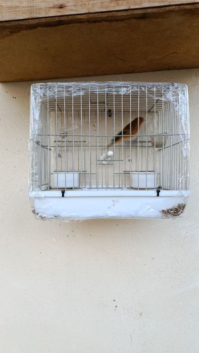 Гибрид Кокил Канарейка