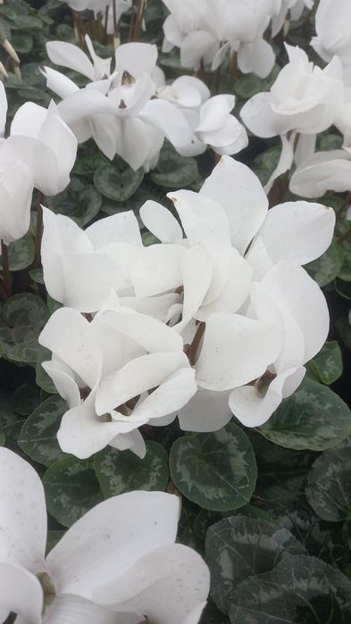 Flori cyclamen zambila cineraria