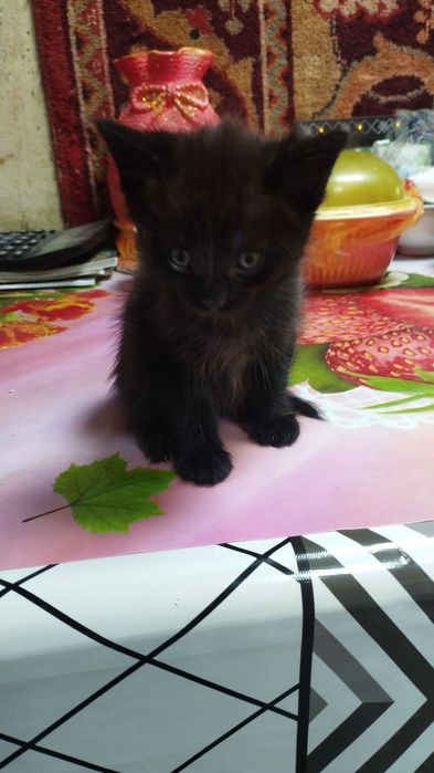 Отдам котят в хорошие добрые руки