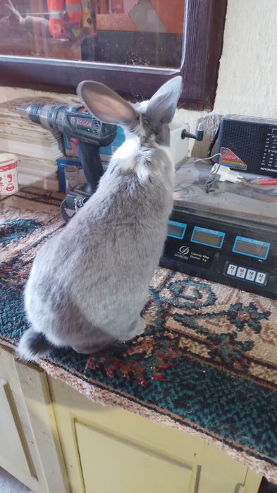 Vand iepuri hycole francez