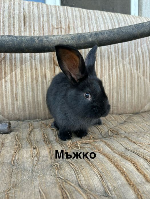 Свободни зайчета на 2 месеца  по 20 евро