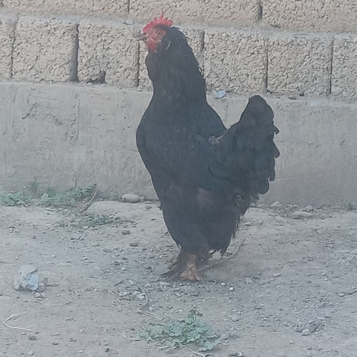 Brama tovuqlar sotiladi