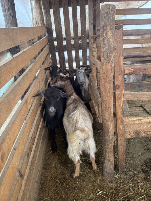 Capre Alpin Franceze (corcitura)