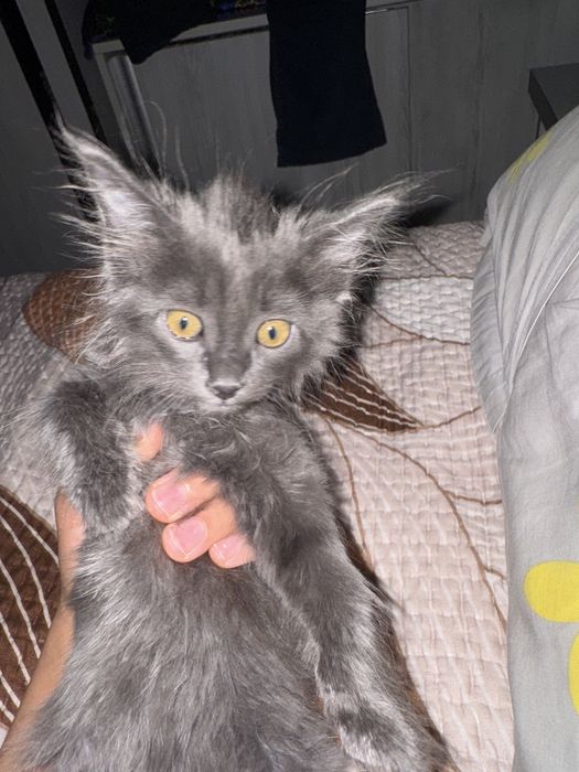 кошка британская