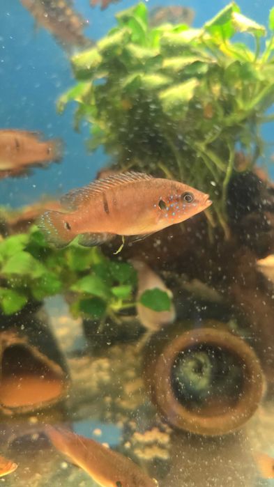Jewel Turkana Cichlid