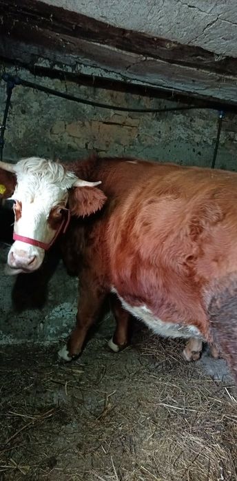 Vând junincă la prima fătare