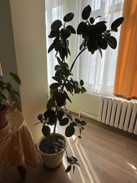 Фикус каучуконосный